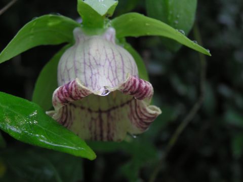 c0042869_22471084.jpg