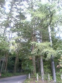 b0101300_1513611.jpg