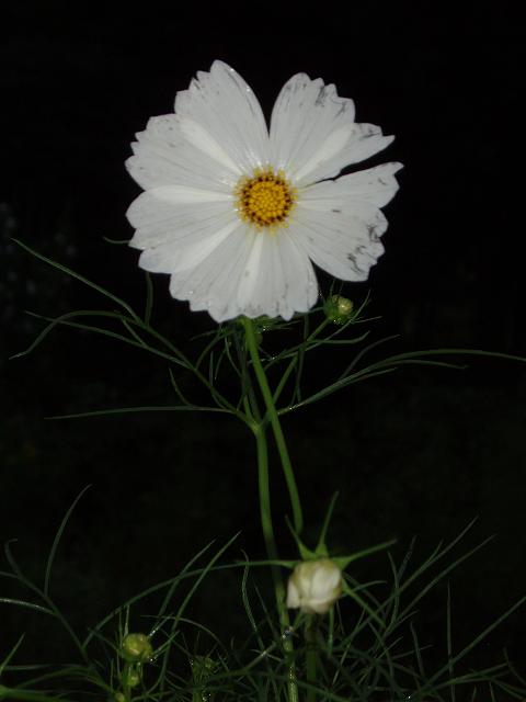 c0086014_6355696.jpg