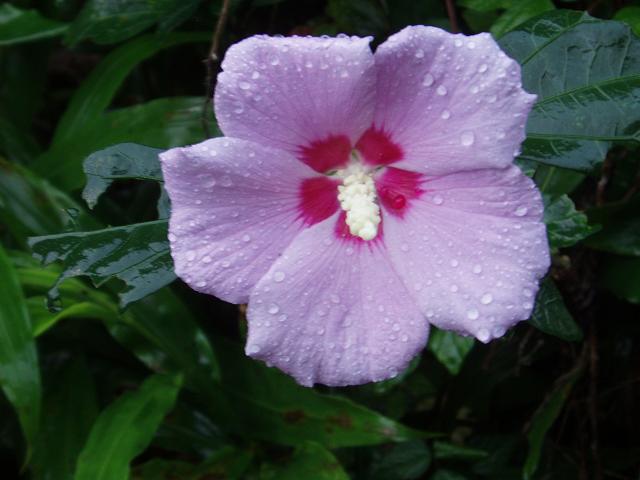 c0086014_6405722.jpg
