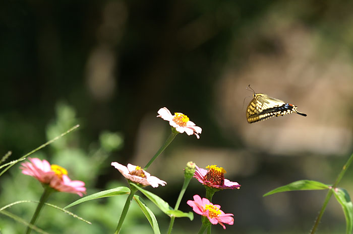 d0089024_1223119.jpg