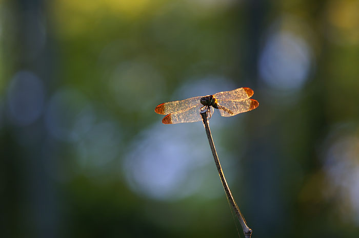 d0089024_13959.jpg