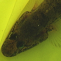 a0030168_12263729.jpg