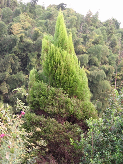 d0050472_17514215.jpg