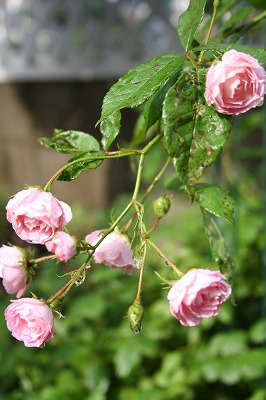 e0024385_10483995.jpg