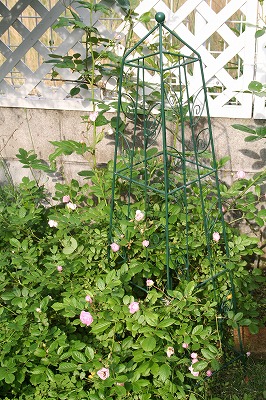 e0024385_1048979.jpg