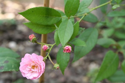 e0024385_10491157.jpg