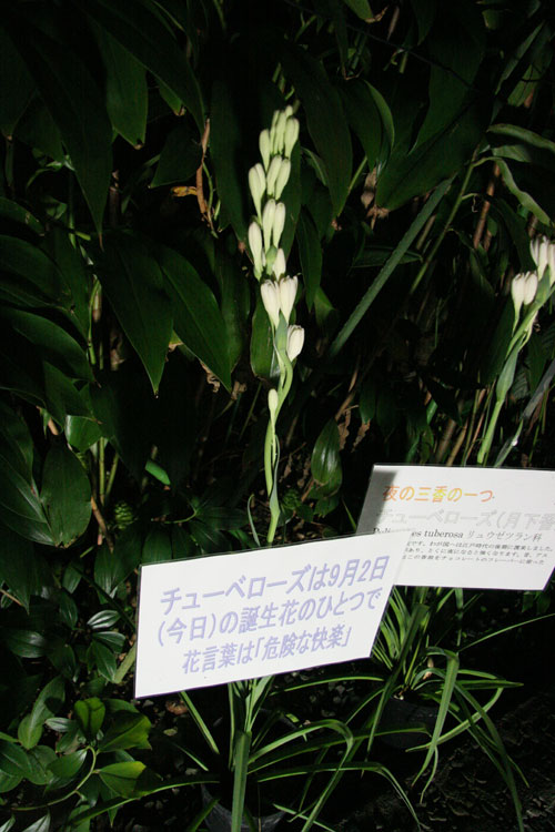 d0036630_1763859.jpg