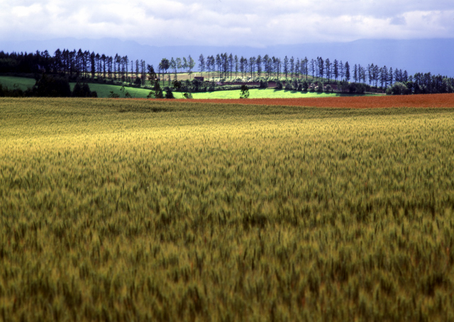 d0091834_17312858.jpg