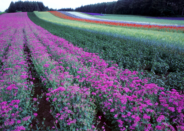 d0091834_1738820.jpg