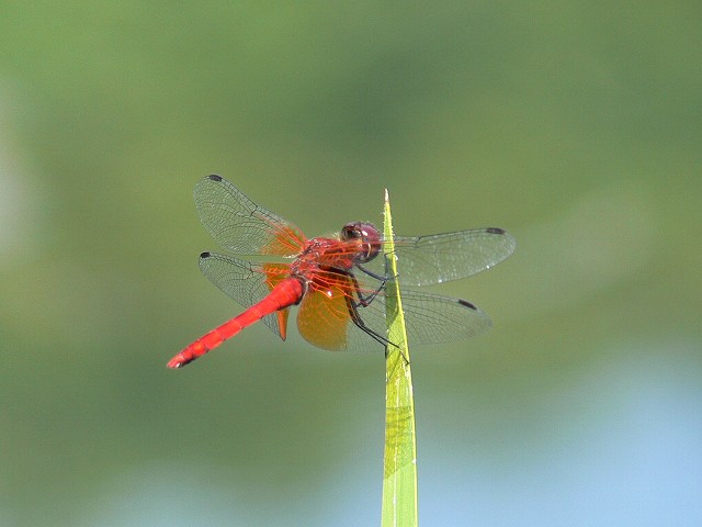 d0094165_1910667.jpg