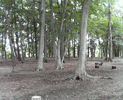 f0009781_955699.jpg
