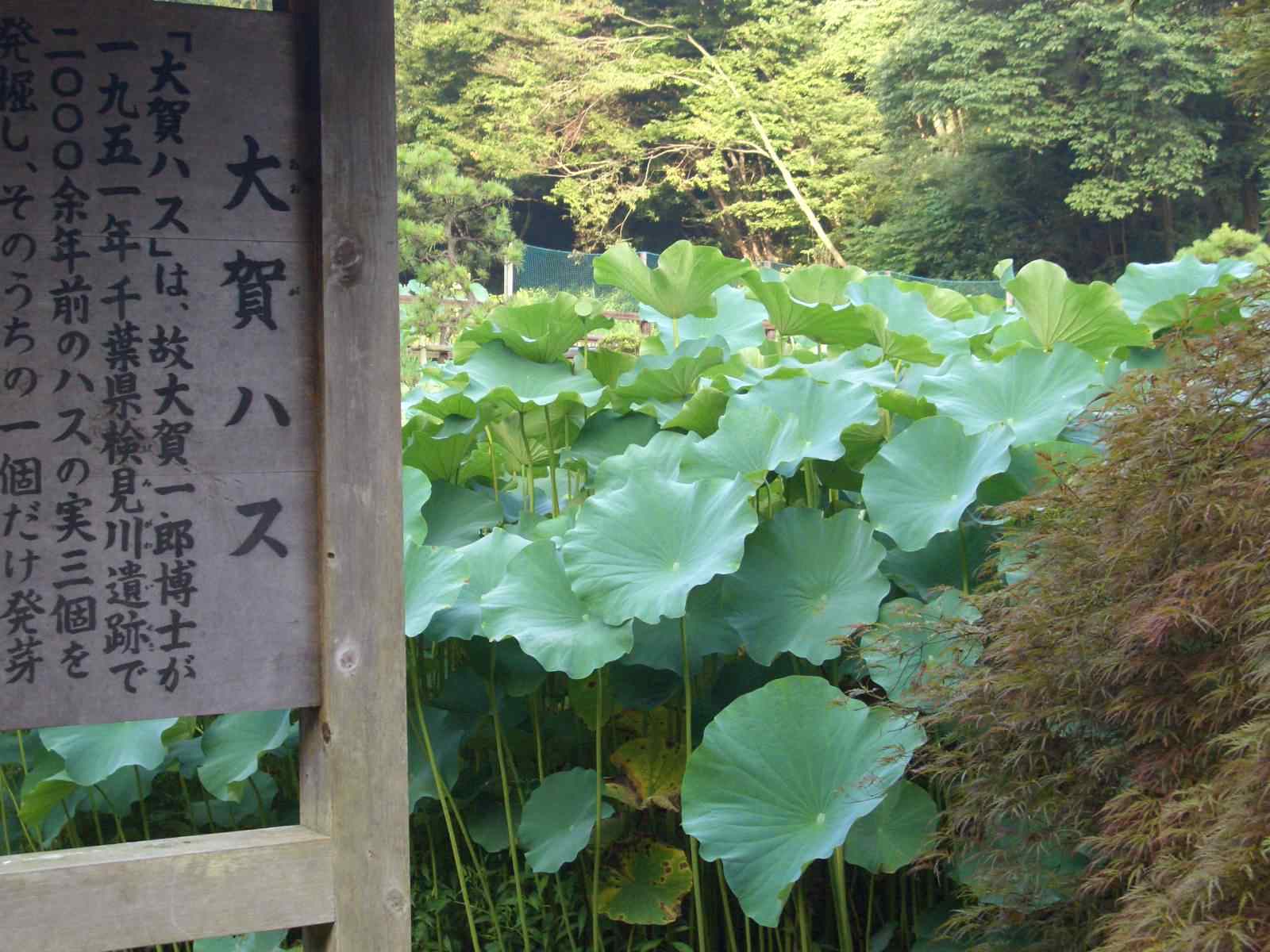 c0011796_2148411.jpg