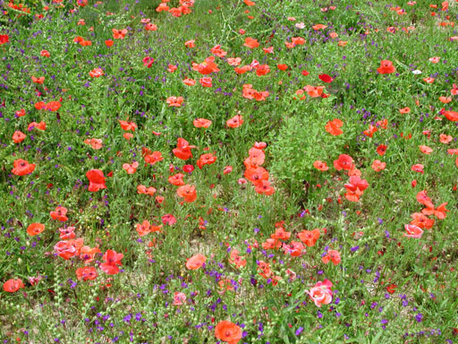 f0108399_10475290.jpg