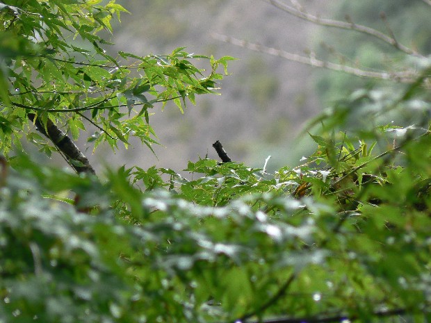 e0083238_17201043.jpg