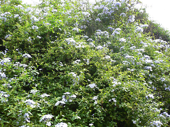 c0069048_5495530.jpg