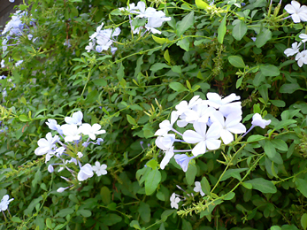 c0069048_5503720.jpg