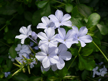 c0069048_60187.jpg