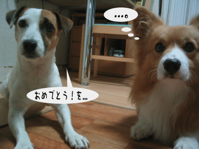 b0105157_014364.gif