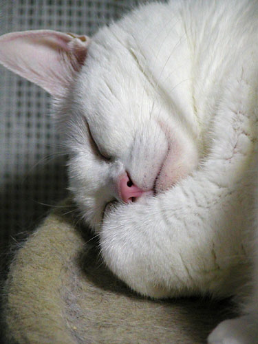d0002472_039030.jpg