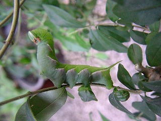 d0019074_8363344.jpg