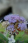 b0077980_1435835.jpg