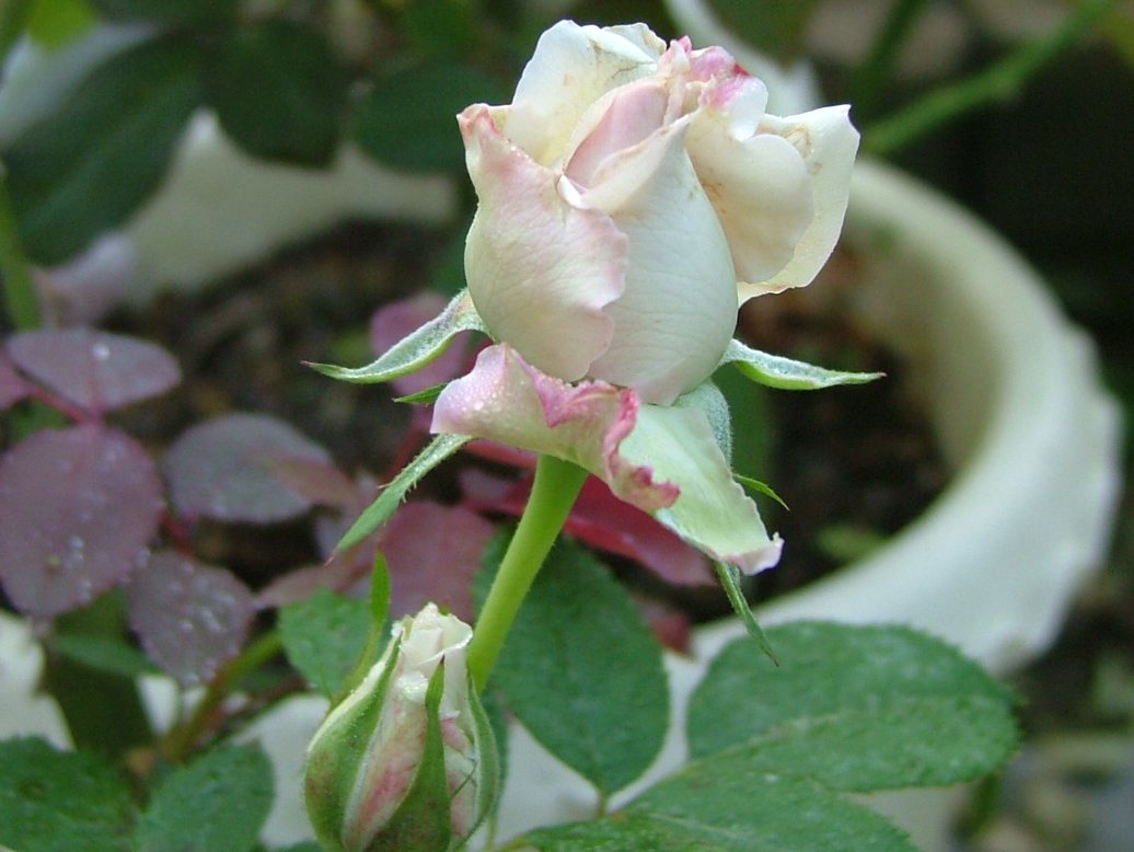 c0045227_23303650.jpg