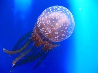 b0009029_745349.jpg