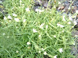 c0090236_2345156.jpg