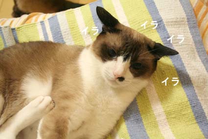 a0055567_46727.jpg