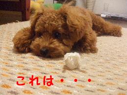a0007906_16562649.jpg