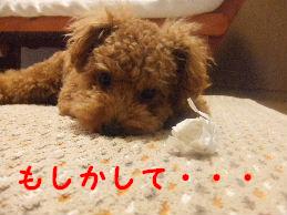 a0007906_16564053.jpg