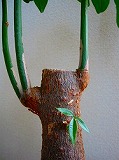 c0094621_1014133.jpg