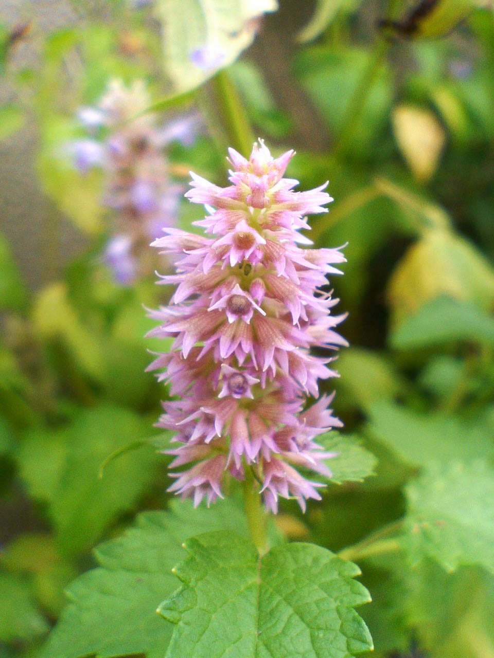 e0080524_22444660.jpg