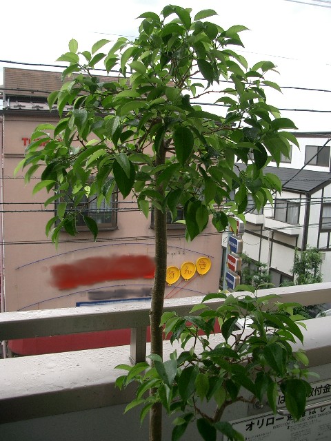 b0066240_12544576.jpg