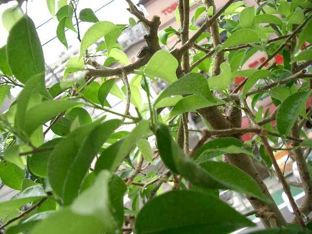b0066240_12564683.jpg