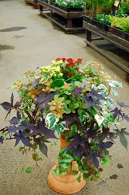 e0025655_554993.jpg
