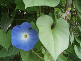 e0004756_2152866.jpg