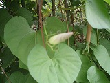 e0004756_21532524.jpg