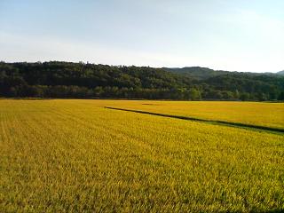f0049160_2013418.jpg