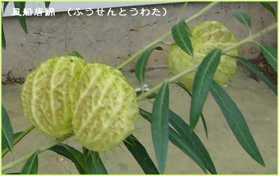 f0092775_14242074.jpg