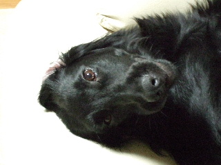 d0070289_22255991.jpg