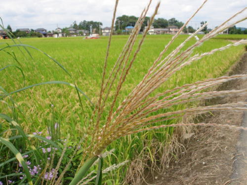 f0023625_165798.jpg