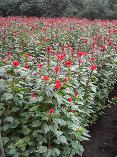 f0038892_123540.jpg