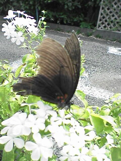 c0056903_211650100.jpg