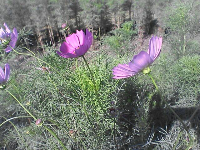 d0071507_10464247.jpg