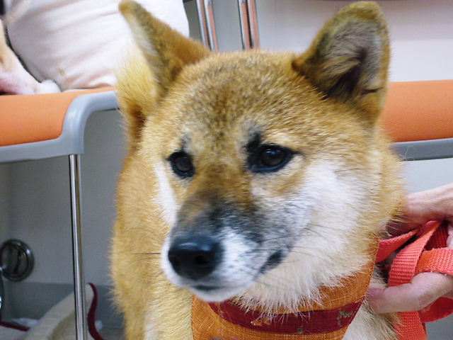 f0079723_1312915.jpg