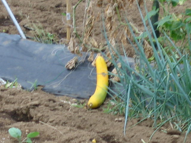 b0088037_857366.jpg