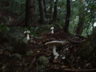 c0077338_1855859.jpg