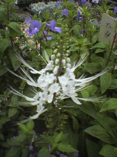 c0023545_2121154.jpg